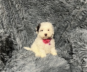 Cavapoo Puppy for sale in JEFFERSONVILLE, IN, USA