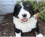 Small #5 Bernedoodle