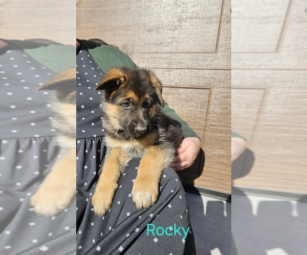 Medium Photo #1 German Shepherd Dog Puppy For Sale in MANHEIM, PA, USA