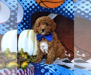 Cavapoo Puppy for sale in NEW PROVIDENCE, PA, USA