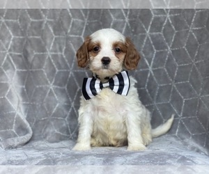 Cavapoo-Cockapoo Mix Puppy for sale in LAKELAND, FL, USA