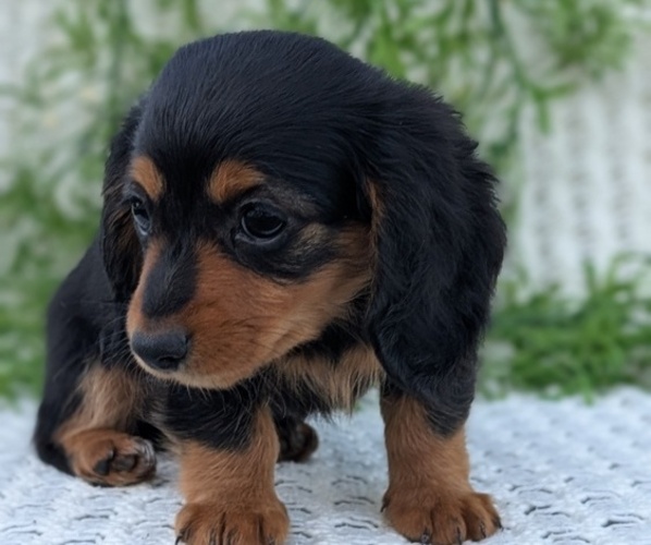 Medium Photo #13 Dachshund Puppy For Sale in GOSHEN, IN, USA