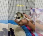 Small #6 Siberian Husky Mix