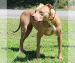 Small #2 Mutt