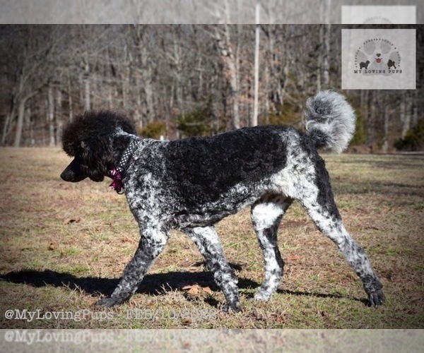 Medium Photo #6 Poodle (Standard) Puppy For Sale in MARIONVILLE, MO, USA