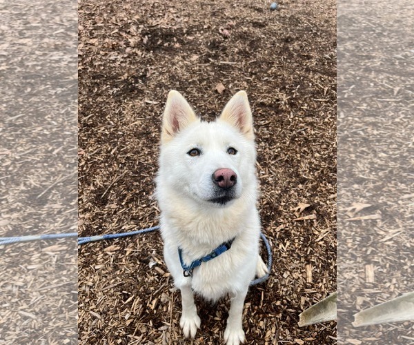Medium Photo #11 Siberian Husky Puppy For Sale in Rustburg, VA, USA