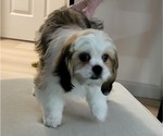 Small Photo #4 Cava-Tzu Puppy For Sale in COLLEGE PLACE, WA, USA