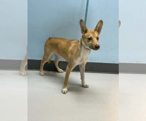 Medium Photo #1 Mutt Puppy For Sale in Pryor, OK, USA