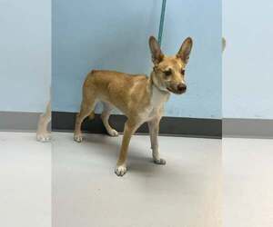 Mutt Dogs for adoption in Pryor, OK, USA