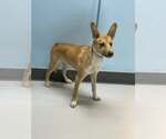 Small Mutt