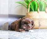 Small Photo #1 Shih Tzu Puppy For Sale in SYRACUSE, IN, USA
