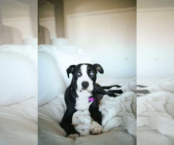 Medium Photo #9 American Staffordshire Terrier-Siberian Husky Mix Puppy For Sale in La Verne, CA, USA