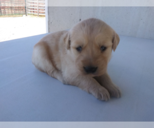 Golden Retriever Puppy for sale in KALAMAZOO, MI, USA