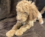 Small Photo #8 Double Doodle Puppy For Sale in SANTA PAULA, CA, USA