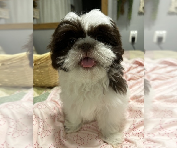 Medium Photo #1 Shih Tzu Puppy For Sale in HOUSTON, TX, USA