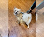 Small #5 Pomeranian