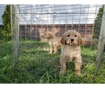 Small Photo #9 Golden Retriever Puppy For Sale in CLAREMORE, OK, USA