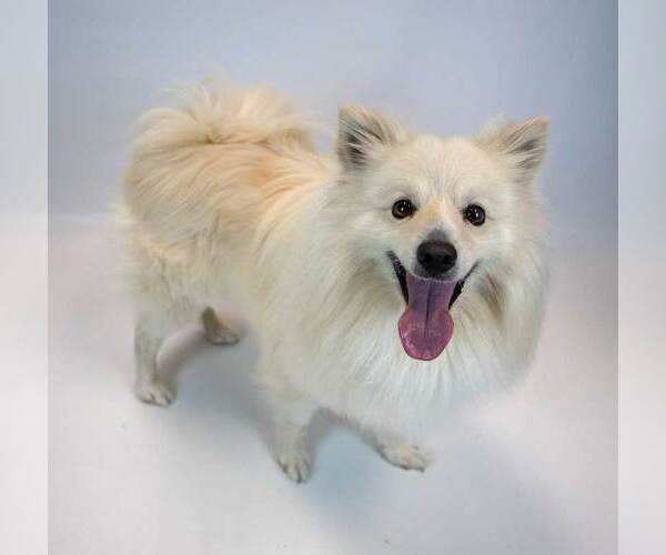 Medium Photo #3 Pomeranian-pomeranian spitz Mix Puppy For Sale in Kennesaw, GA, USA