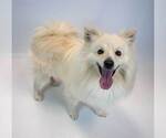 Small #2 Pomeranian-pomeranian spitz Mix