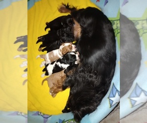 Cavalier King Charles Spaniel Puppy for sale in ROCHELLE, IL, USA