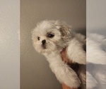 Small #1 Shih Tzu
