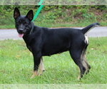 Small #1 Mutt