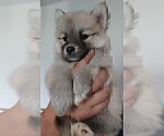 Small Photo #44 Pomsky Puppy For Sale in LOVELAND, CO, USA