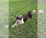 Small #2 Border Collie Mix