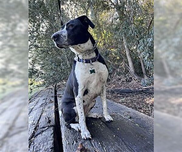 Medium Photo #2 Australian Shepherd-Maremma Sheepdog Mix Puppy For Sale in Dana Point, CA, USA