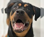 Small #3 Rottweiler