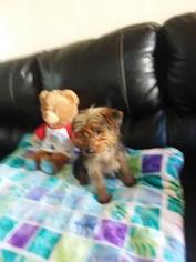 Yorkshire Terrier Puppy for sale in CONNELLSVILLE, PA, USA