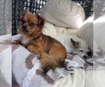 Small #2 Pekingese Mix