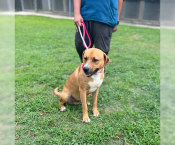 Medium Photo #2 Carolina Dog-Unknown Mix Puppy For Sale in Orangeburg, SC, USA