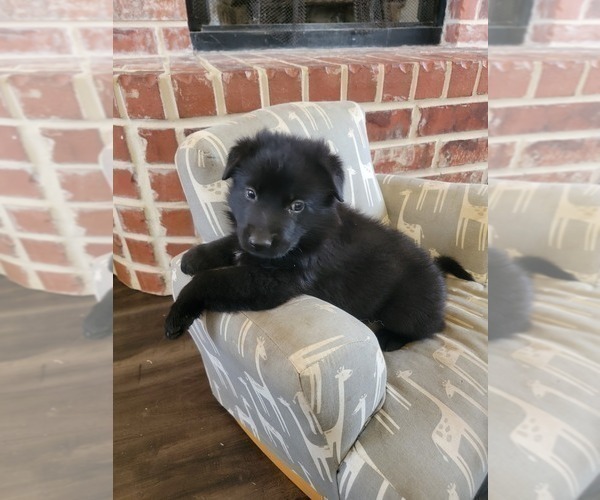 Medium Photo #6 German Shepherd Dog Puppy For Sale in BURLESON, TX, USA