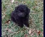 Small Photo #1 Pom-A-Poo Puppy For Sale in ORLANDO, FL, USA