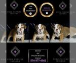 Small #5 English Bulldog
