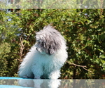Small #24 Poodle (Toy)