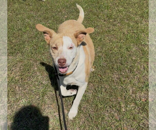 Medium Photo #3 Mutt Puppy For Sale in Rockaway, NJ, USA