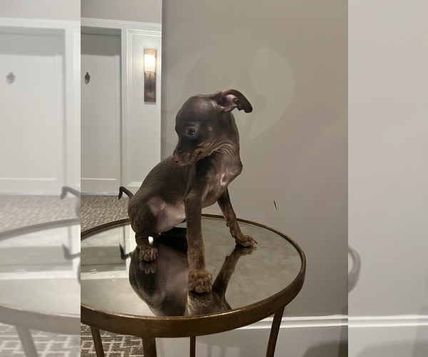 Full screen Photo #2 Miniature Pinscher Puppy For Sale in BALTIMORE, MD, USA