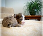 Small #4 Miniature Australian Shepherd