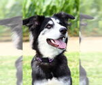 Small #3 Huskies  Mix