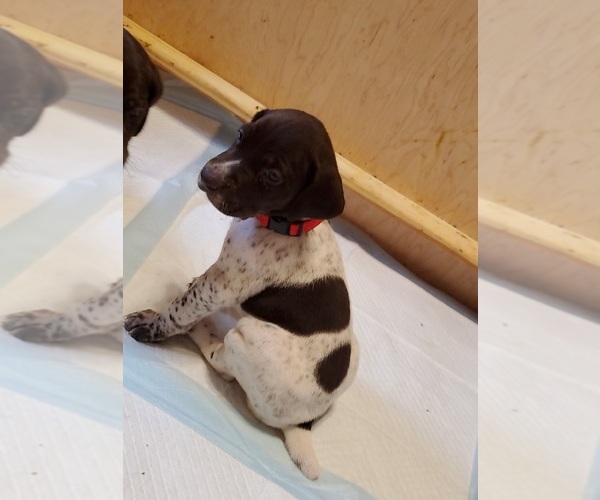 Medium Photo #8 German Shorthaired Pointer Puppy For Sale in BLUE SPRINGS, MS, USA