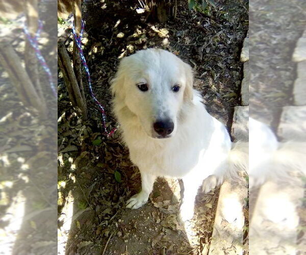Medium Photo #4 Great Pyrenees Puppy For Sale in Spring, TX, USA