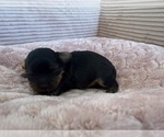 Small #6 Yorkipoo