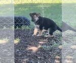 Small Photo #3 German Shepherd Dog Puppy For Sale in BRIGHTON, MO, USA