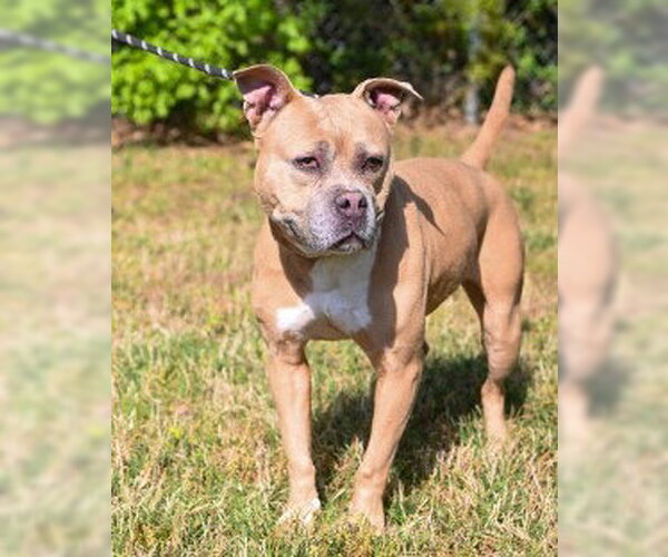 Medium Photo #9 Mutt Puppy For Sale in Glen Allen, VA, USA