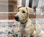 Small Photo #3 German Shepherd Dog-Great Pyrenees Mix Puppy For Sale in Dallas, TX, USA