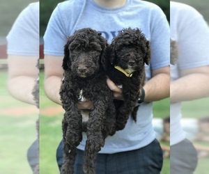 Labradoodle Puppy for Sale in WESTMINSTER, South Carolina USA