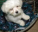 Small Photo #13 Maltese Puppy For Sale in PATERSON, NJ, USA