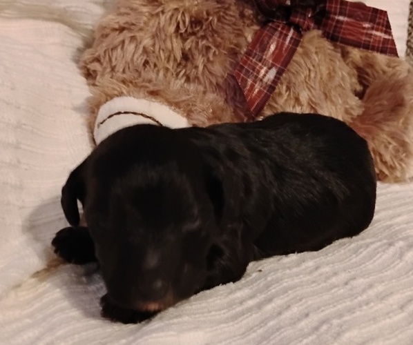 Medium Photo #5 Cock-A-Poo Puppy For Sale in FITZGERALD, GA, USA